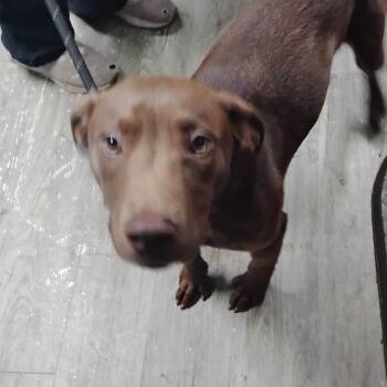 Mixed Breed Dogs Available for Adoption in Summerville, South Carolina - Fidget | PetCurious