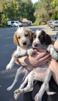 Duchess -  English Setter Dog for Adoption in Bloomfield, Connecticut - Duchess | PetCurious