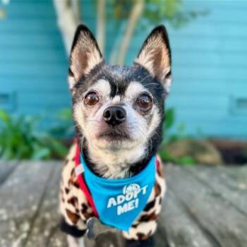Rescue Chihuahua Dogs for Adoption in Pacific Grove, California - Jamesy Boy | PetCurious