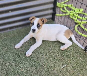 Labrador Retriever and Boxer Dogs Available for Adoption in Apache Junction, Arizona - Tilly | PetCurious