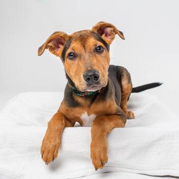 Acorn -  Mixed Breed Dog for Adoption in Palm Springs, California - Acorn | PetCurious