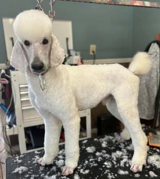 Standard Poodle Dogs Available for Adoption in Decatur, Georgia - Matteo | PetCurious
