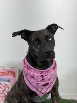 Grace-One of our Amazing Rescue Dogs -  Dutch Shepherd and Plott Hound Dog for Adoption in Carlsbad, California - Grace-One Of Our Amazing Rescue Dogs | PetCurious