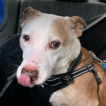 Scout -  Pit Bull Terrier and Basset Hound Dog Available for Adoption in East Hampton, New York - Scout | PetCurious