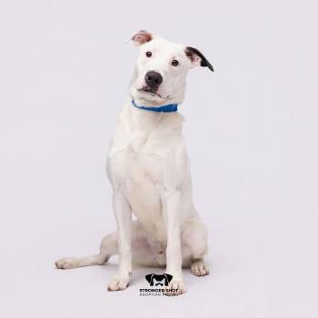 Coby -  Terrier Dog for Adoption in Tampa, Florida - Coby | PetCurious