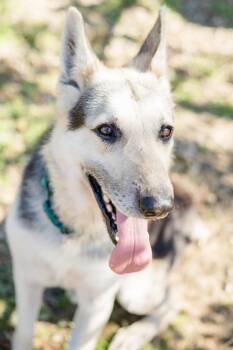 Rescue German Shepherd Dog and Husky Dogs for Adoption in Newburgh, Indiana - Cosmo | PetCurious