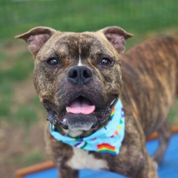 GIZMO -  American Staffordshire Terrier Dog for Adoption in San Antonio, Texas - GIZMO | PetCurious