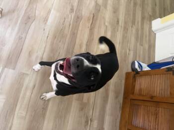 Gracie and Wilson -  Dachshund Dog for Adoption in Bonita Springs, Florida - Gracie And Wilson | PetCurious