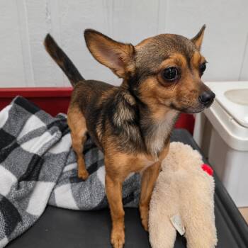 Robbie -  Chihuahua Dog for Adoption in Wheelersburg, Ohio - Robbie | PetCurious