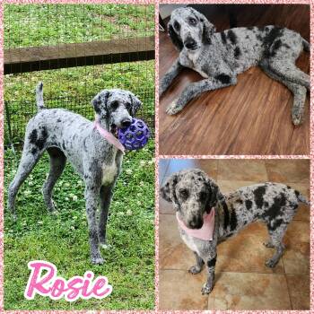 Standard Poodle Dogs Available for Adoption in Blacksburg, South Carolina - Rosie | PetCurious