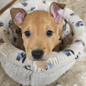 Buzz -  Mixed Breed Dog for Adoption in Fredericksburg, Virginia - Buzz | PetCurious