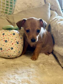 BEAN -  Chihuahua Dog for Adoption in Fosters, Alabama - BEAN | PetCurious