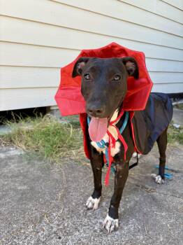 Rescue Greyhound and American Staffordshire Terrier Dogs for Adoption in Houston, Texas - Emery | PetCurious