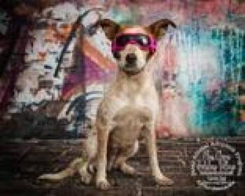 Mrs Claus Holiday Village -  Australian Cattle Dog Blue Heeler Dog for Adoption in Newport, Kentucky - Mrs Claus Holiday Village | PetCurious