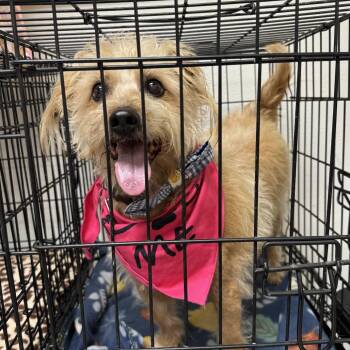 Baxter -  Mixed Breed Dog for Adoption in Saint Charles, Missouri - Baxter | PetCurious