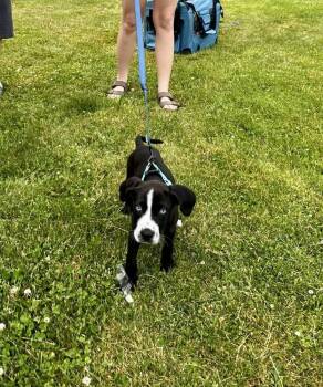 Roger Mac -  Pointer and Mixed Breed Dog for Adoption in Valley Stream, New York - Roger Mac | PetCurious