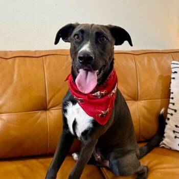 Thunder The Zesty Bestie -  Pit Bull Terrier and Labrador Retriever Dog for Adoption in Friendswood, Texas - Thunder The Zesty Bestie | PetCurious