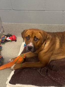 Briscoe -  Boxer Dog for Adoption in Bloomington, Indiana - Briscoe | PetCurious