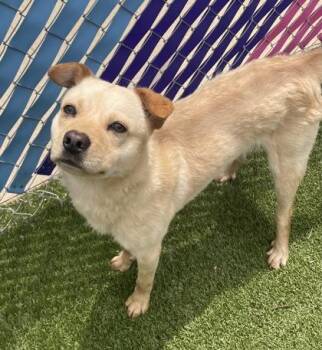 Mixed Breed Dogs Available for Adoption in Fort Worth, Texas - Button | PetCurious