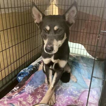 Professor Utonium -  Mixed Breed Dog for Adoption in Memphis, Tennessee - Professor Utonium | PetCurious