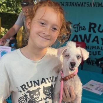Miniature Poodle Dogs Available for Adoption in Port Richey, Florida - Madelyn | PetCurious
