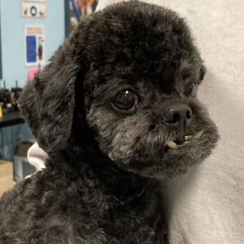 Yami -  Poodle Dog for Adoption in Quakertown, Pennsylvania - Yami | PetCurious