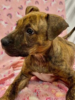 Labrador Retriever Dogs Available for Adoption - MAGMA | PetCurious