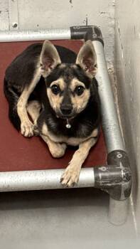 Rescue Miniature Pinscher and Chihuahua Dogs for Adoption in Scottsdale, Arizona - Seville | PetCurious