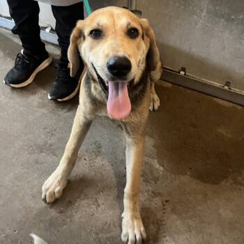 Robin -  Shepherd and Mixed Breed Dog for Adoption in Edinburg, Texas - Robin | PetCurious