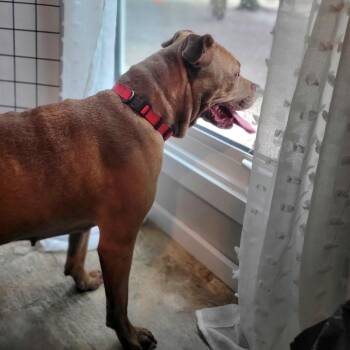 Penny -  Mixed Breed Dog for Adoption in Port Charlotte, Florida - Penny | PetCurious
