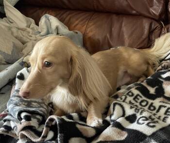 Dachshund Dogs Available for Adoption in Jacksonville, Florida - Chanel | PetCurious