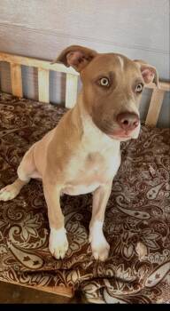 Ramsey   (2026) -  Pit Bull Terrier and Mixed Breed Dog for Adoption - Ramsey   (2026) | PetCurious