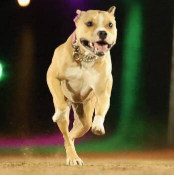 Tink -  Pit Bull Terrier and American Staffordshire Terrier Dog for Adoption in Whittier, California - Tink | PetCurious