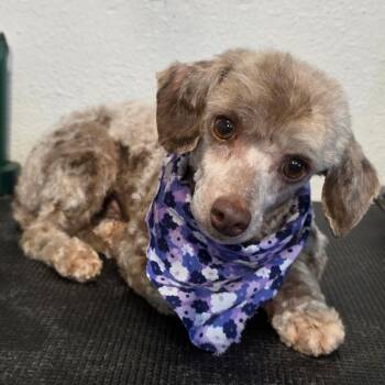 Poodle Dogs Available for Adoption in Carrollton, Texas - Rue | PetCurious