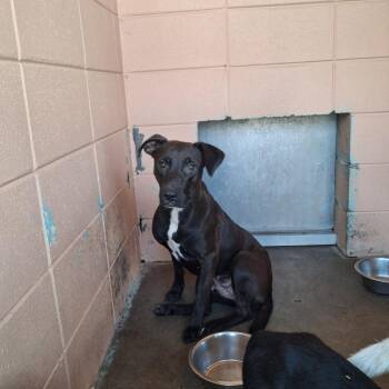 Cheetah -  Hound Dog for Adoption in Gautier, Mississippi - Cheetah | PetCurious