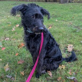 Maya -  Mixed Breed Dog for Adoption in West Olive, Michigan - Maya | PetCurious