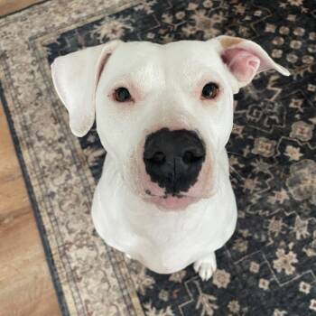 American Staffordshire Terrier Dogs Available for Adoption - Snow D68219 | PetCurious