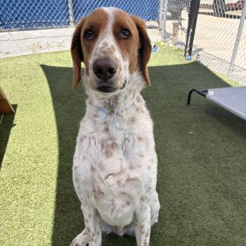 Labrador Retriever and Poodle Dogs Available for Adoption in Hawthorne, California - Charlie | PetCurious