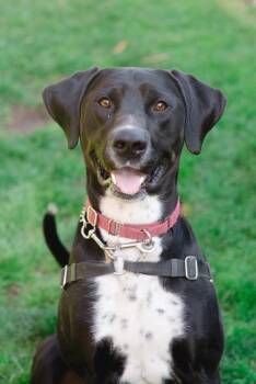 Labrador Retriever Dogs Available for Adoption in Vancouver, Washington - Loki | PetCurious
