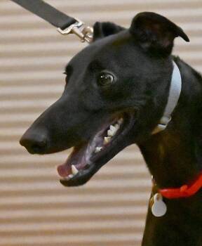 Land -  Greyhound Dog for Adoption in Minneapolis, Minnesota - Land | PetCurious