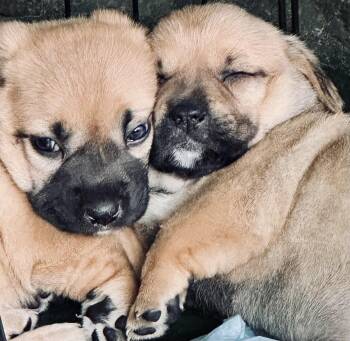 Mixed Breed and Basset Hound Dogs Available for Adoption - Puppies | PetCurious