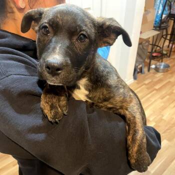 Enchilada -  Australian Cattle Dog Blue Heeler and Pit Bull Terrier Dog for Adoption in Tacoma, Washington - Enchilada | PetCurious