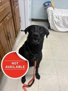 Cain -  Labrador Retriever Dog for Adoption in Lowell, Massachusetts - Cain | PetCurious