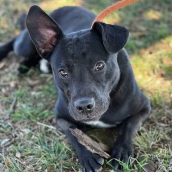 Rescue Labrador Retriever Dogs for Adoption in Woodstock, Ontario - Raisin | PetCurious