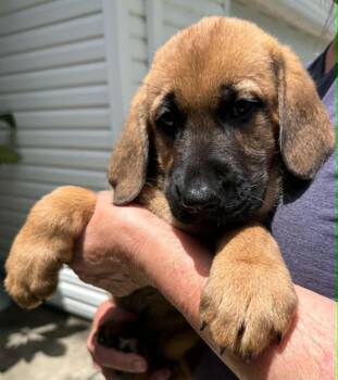 Greta -  Redbone Coonhound and German Shepherd Dog Dog for Adoption in Byrdstown, Tennessee - Greta | PetCurious