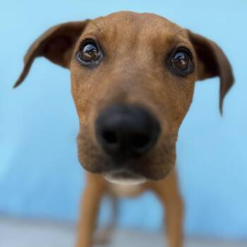 Toe-Tum -  Terrier and Hound Dog for Adoption in Binghamton, New York - Toe-Tum | PetCurious