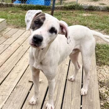 Jonah -  Mixed Breed Dog for Adoption in Brewton, Alabama - Jonah | PetCurious