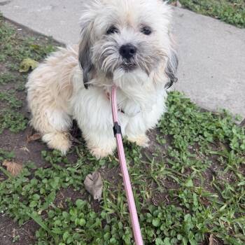 Lawrence -  Shih Tzu Dog for Adoption in Louise, Texas - Lawrence | PetCurious