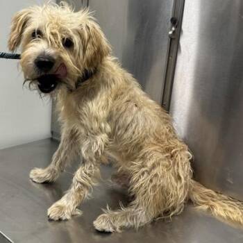 Benny -  Wheaten Terrier Dog for Adoption in Converse, Texas - Benny | PetCurious