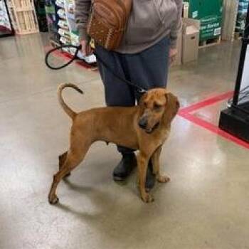 Mixed Breed Dogs Available for Adoption - Opal | PetCurious